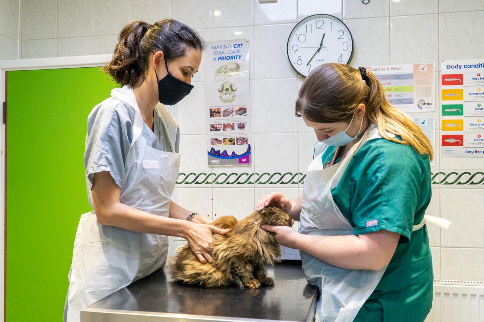 Neutering